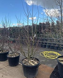 Acer pal. 'Trompenburg' Pot 150 liter 200 - 250 cm