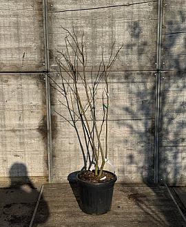 Albizia julibr. Ombrella Pot 30 Liter 125 - 150 cm