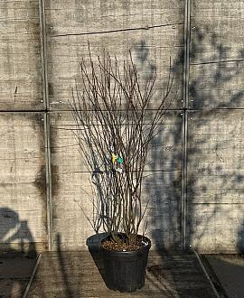 Amelanchier lamarckii Pot 30 Liter 125 - 150 cm