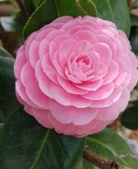 Camellia j. 'Sacco Vera' Pot 15 liter 