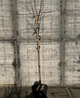 Catalpa bignonioides 'Nana' Pot 20 Liter stam 150 cm