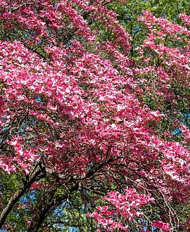 Cornus florida rubra Pot 50 Liter 175 - 200 cm