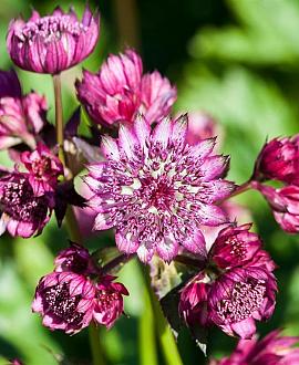 Astrantia maj. 'Ruby Cloud' Pot 9 cm