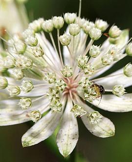 Astrantia maj. 'Snow Star' Pot 9 cm