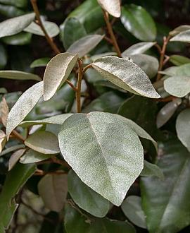 Elaeagnus ebb. 'Compacta' Stam 100 cm Leivorm 120x120 (BxH)