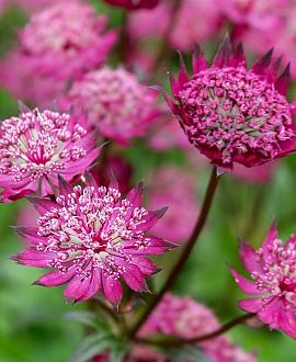 Astrantia maj. 'Star of Beauty' Pot 9 cm