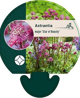 Astrantia maj. 'Star of Beauty' Pot 9 cm