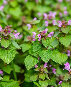 Lamium mac. 'Roseum' Pot 9 cm
