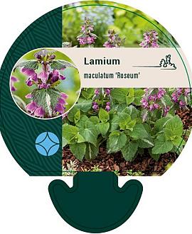 Lamium mac. 'Roseum' Pot 9 cm