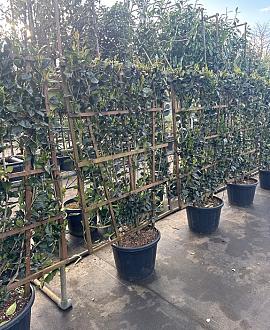 Ligustrum j. 'Texanum' Scherm 110x160 (BxH)
