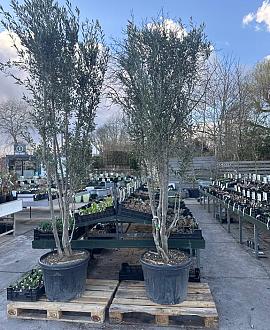 Olea europaea Pot 130 liter 250 - 300 cm Meerstammig