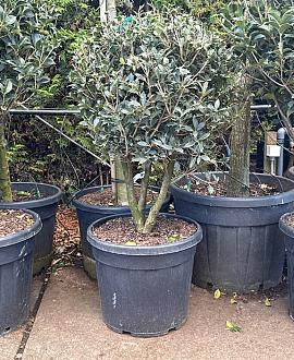 Osmanthus heterophyllus Pot 50 Liter 100 - 125 cm Meerstammig