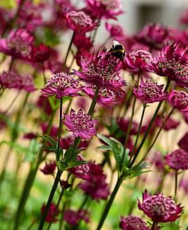 Astrantia 'Moulin Rouge' Pot 9 cm