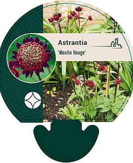 Astrantia 'Moulin Rouge' Pot 9 cm