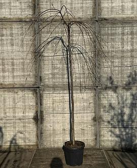 Prunus pendula 'Pendula Rosea' Hoogstam (Stamomtrek 10-12 cm)