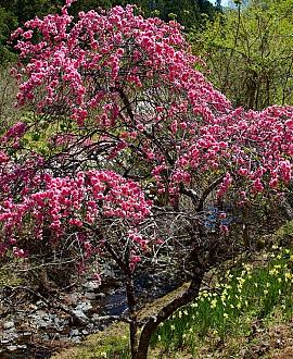 Prunus persica Pot 90 Liter Halfstam (Stamomtrek 16-18 cm)