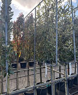Quercus ilex Stam 120 cm Leivorm 120x100 (BxH)  ijzer frame