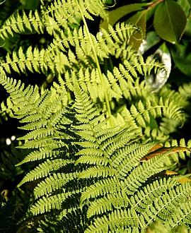 Athyrium f.-f. 'Lady in Red' Pot 9 cm
