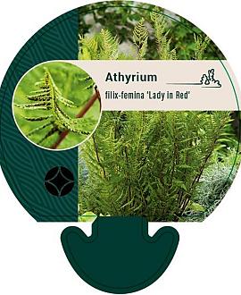 Athyrium f.-f. 'Lady in Red' Pot 9 cm
