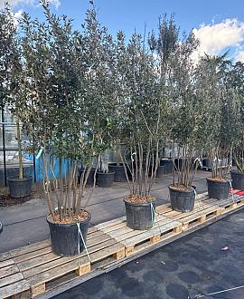 Quercus ilex Pot 70 Liter 200 - 250 cm Meerstammig