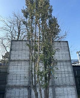 Quercus ilex Pot 230 Liter 350 - 400 cm Meerstammig