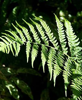 Athyrium f.-f. 'Rotstiel' Pot 9 cm