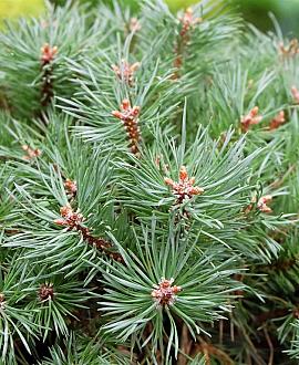 Pinus sylvestris Pot 150 liter Meerstammig