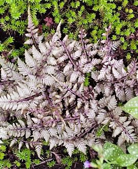 Athyrium niponicum 'Burgundy Lace' Pot 9 cm