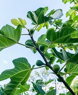 Ficus carica Pot 15 liter Halfstam