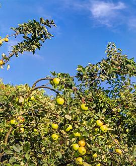 Malus d. 'Golden Delicious' Pot 15 liter Laagstam