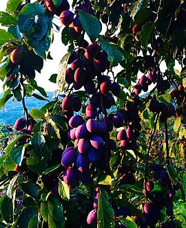 Prunus d. 'Stanley' Pot 90 Liter Halfstam (Stamomtrek 16-18 cm)