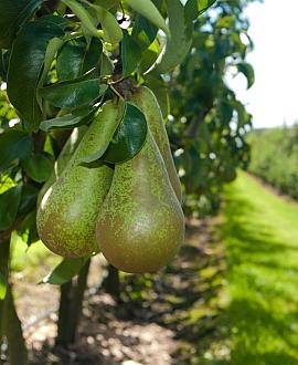 Pyrus c. 'Conference' Pot 7,5 Liter Halfstam