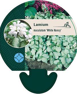 Lamium mac. 'White Nancy' Pot 9 cm