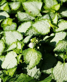 Lamium mac. 'White Nancy' Pot 9 cm
