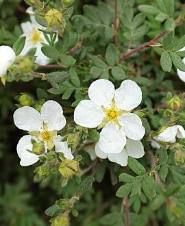 Potentilla f. 'Abbotswood' Pot 3 Liter 