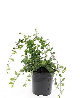 Vinca minor 'Atropurpurea' Pot 1,5 liter