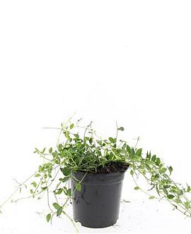 Vinca minor 'Gertrude Jekyll' Pot 1,5 liter