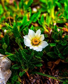 Dryas suendermannii Pot 9 cm