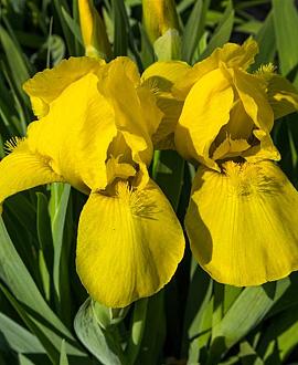 Iris (G) 'Ola Kala' Pot 9 cm