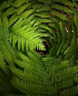 Athyrium vidalii Pot 9 cm