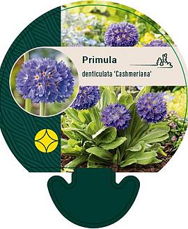 Primula dent. 'Cashmeriana' Pot 9 cm