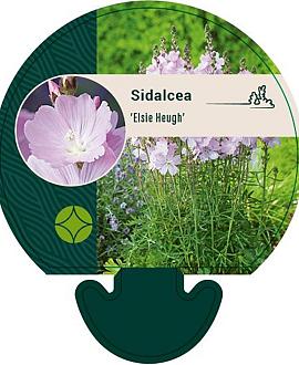 Sidalcea 'Elsie Heugh' Pot 9 cm
