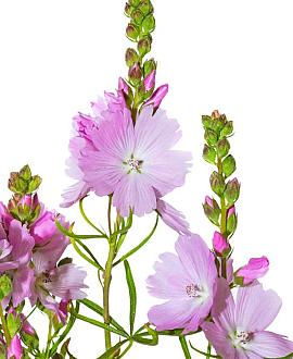 Sidalcea 'Elsie Heugh' Pot 9 cm