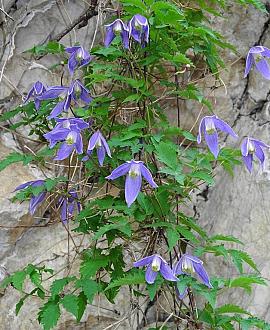 Clematis alpina Pot 2 Liter