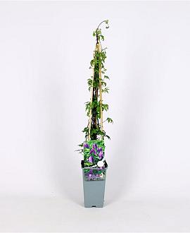Clematis alpina Pot 2 Liter