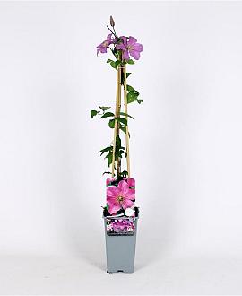Clematis 'Comtesse de Bouchaud' Pot 2 Liter