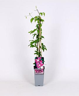 Clematis 'Dr Ruppel' Pot 2 Liter