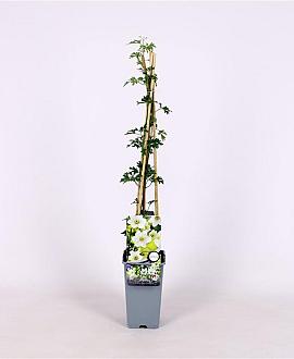 Clematis 'Early Sensation' Pot 2 Liter