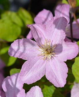 Clematis 'Hagley Hybrid' Pot 2 Liter