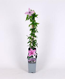 Clematis 'Hagley Hybrid' Pot 2 Liter